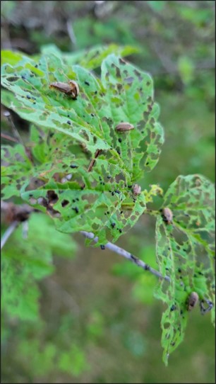 Viburnum Leaf Beetle 1