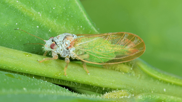 Pest And Disease Boxwood Insects And Mite Pests Sideimage2 608X341