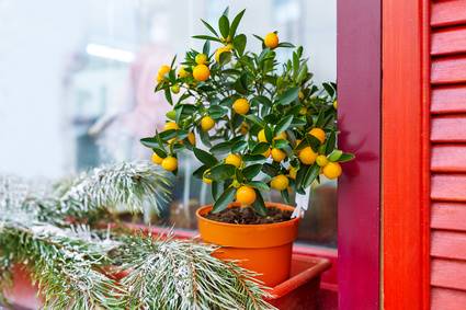How To Winterize Or Store Potted Fruit Tree In Winter Davey Tree