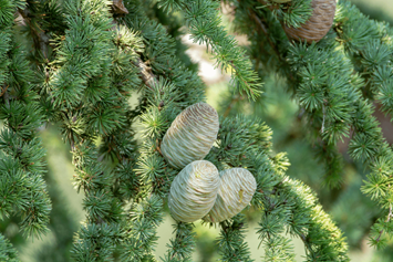 What Does A Deodar Cedar Tree Cones Look Like
