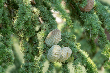 What Does A Deodar Cedar Tree Cones Look Like