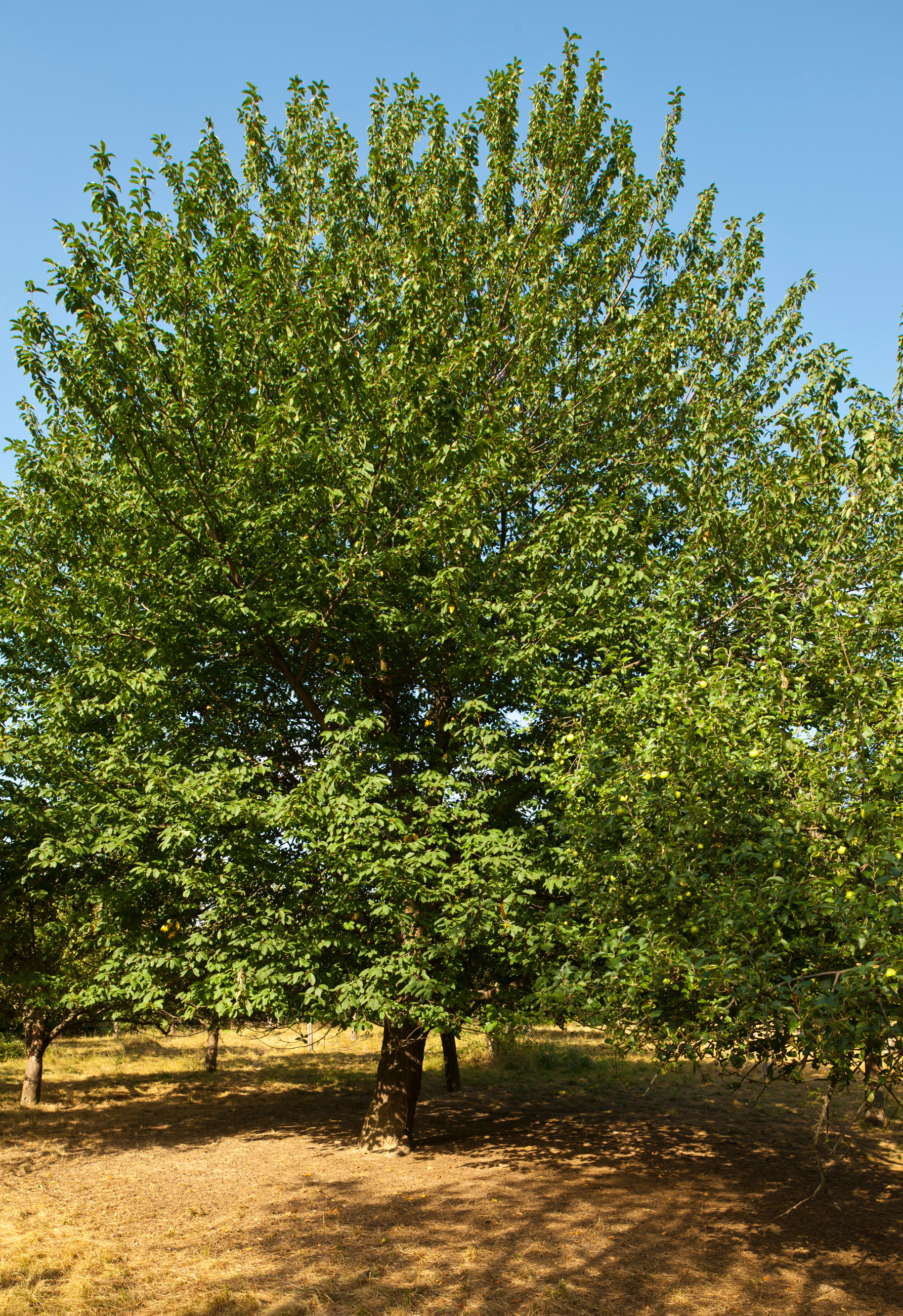 Hackberry Tree