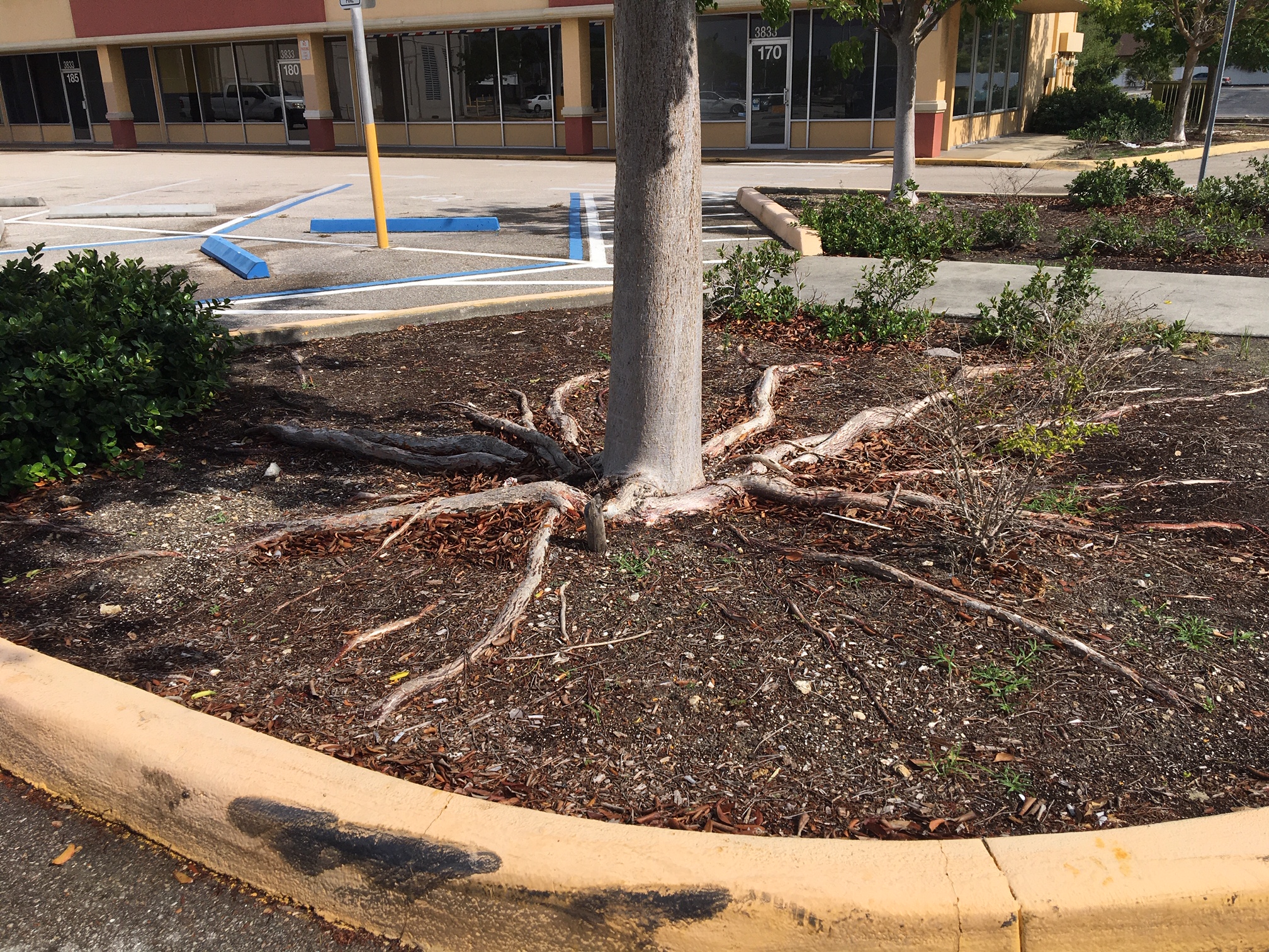 Roots Of Gumbo Limbo