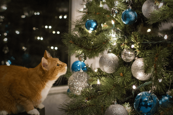 Cat Proof Christmas Tree Ideas