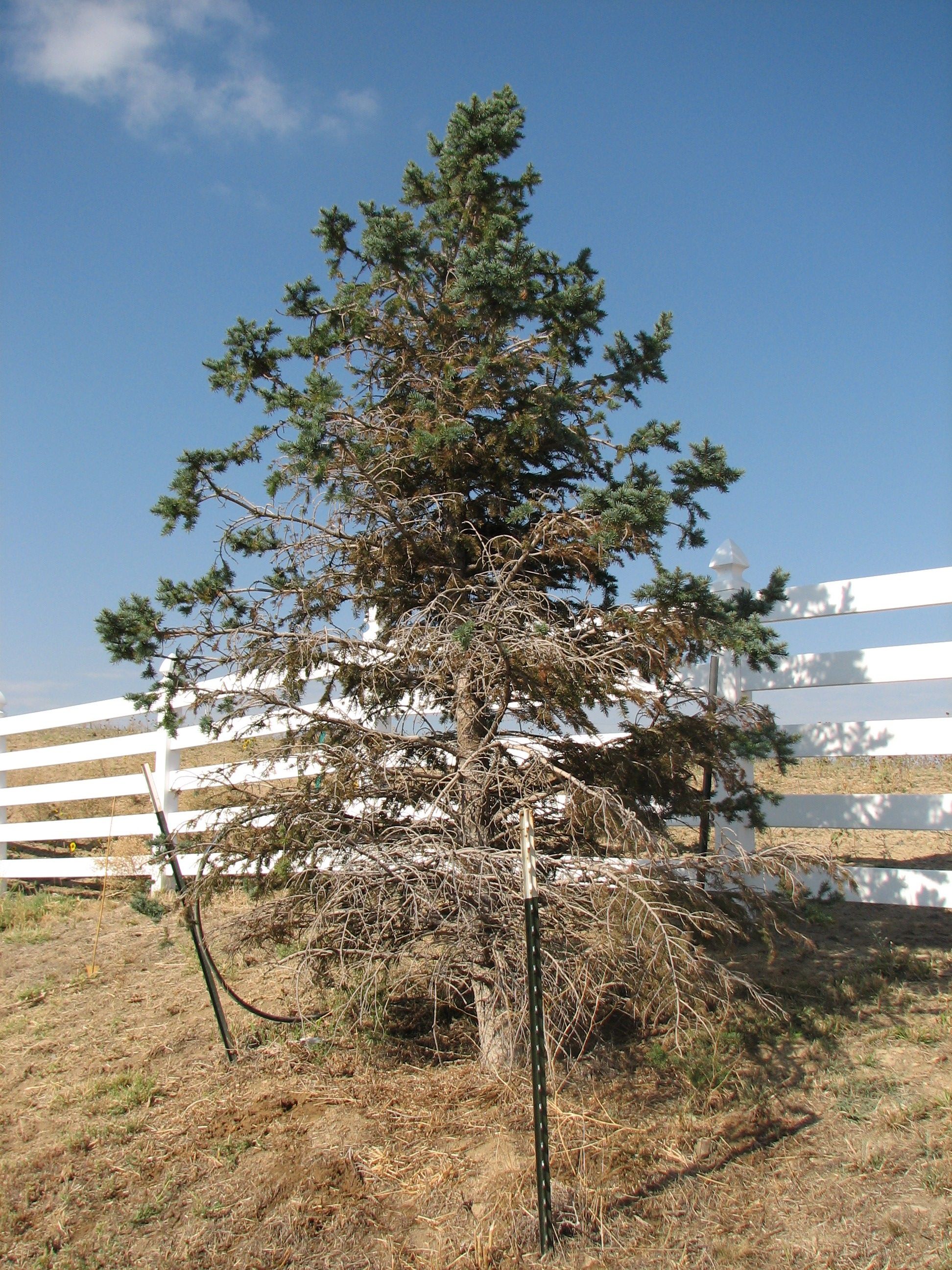 Zombie Tree