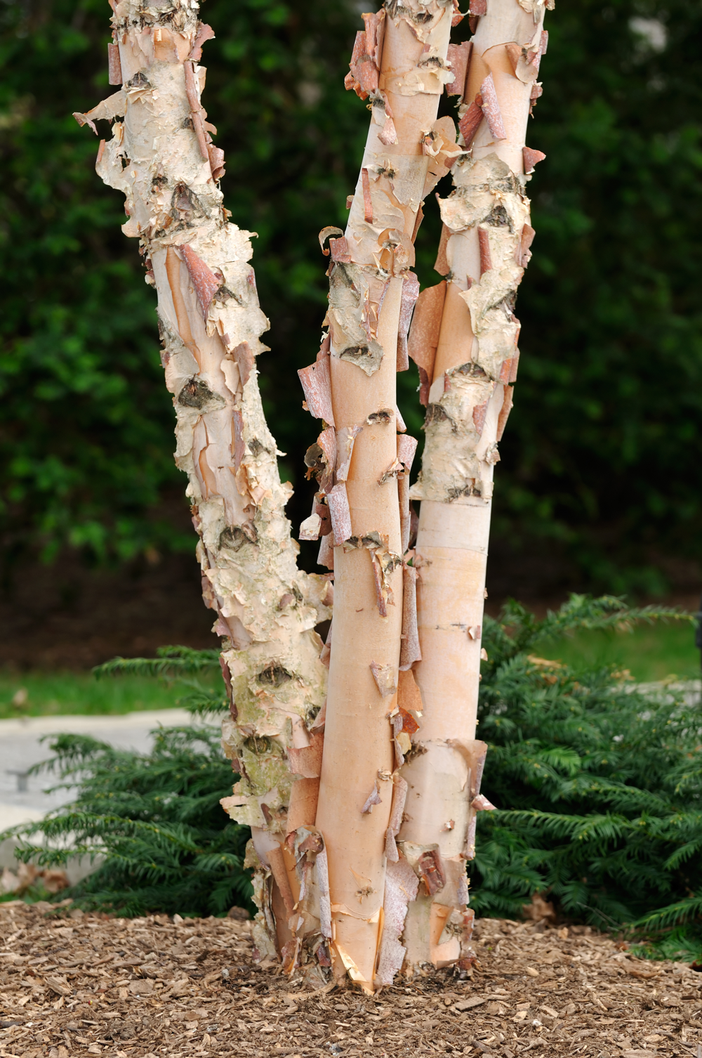 Birch