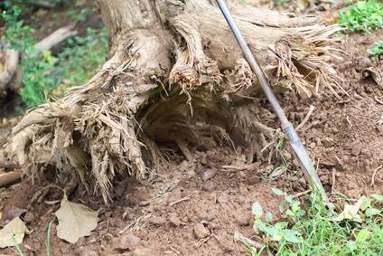 Davey Tree Trenching Through Tree Roots