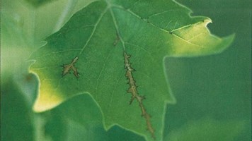 Anthracnose 600X337