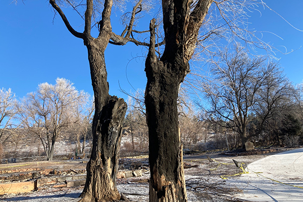 How To Treat Fire Damaged Trees
