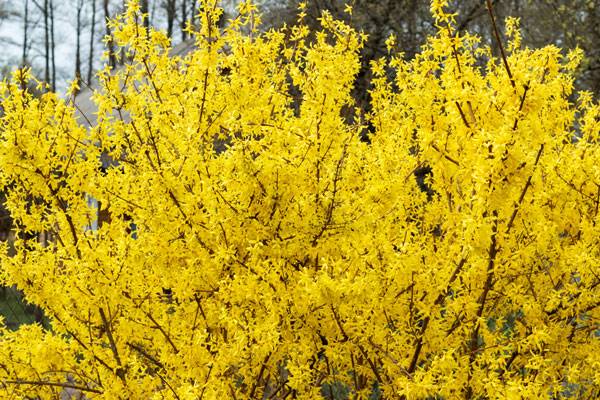 Whats Wrong With My Forsythia