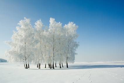Can Trees Freeze To Death In Winter Frozen Tree Snow Ice Davey Tree