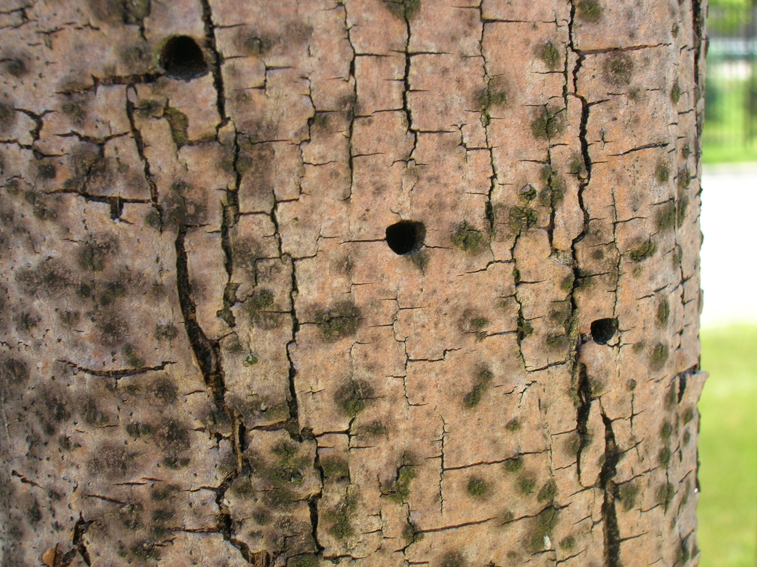 EAB Exit Holes