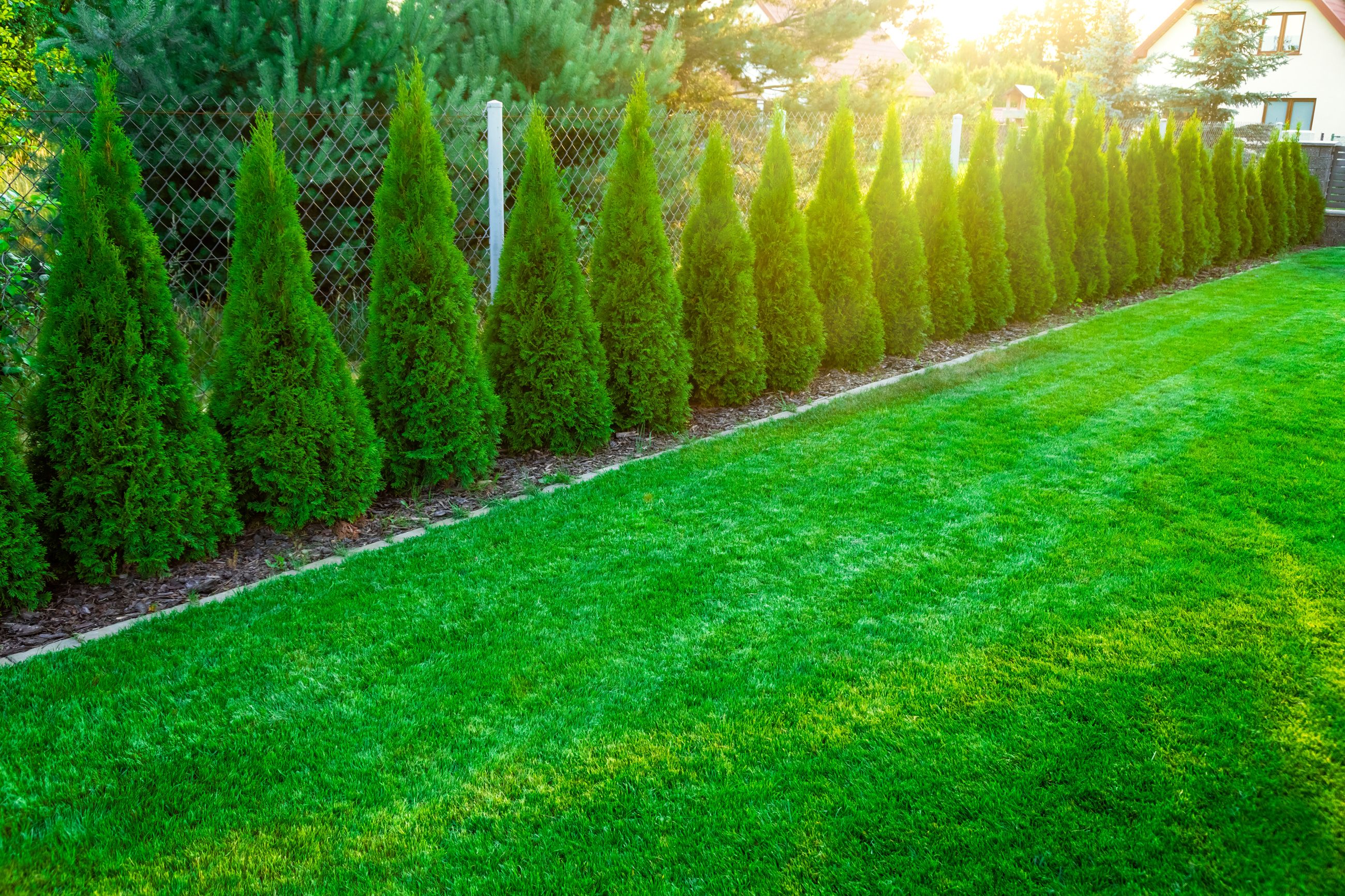 Arborvitae Thuja