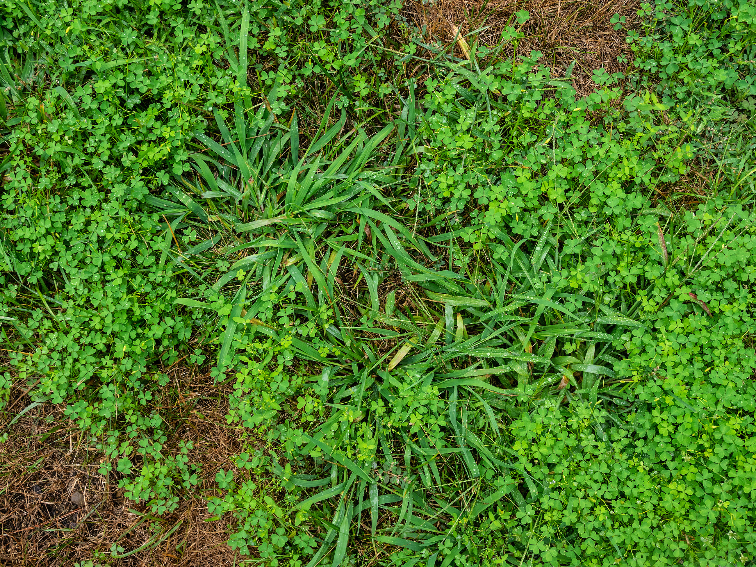 Crabgrass (2)