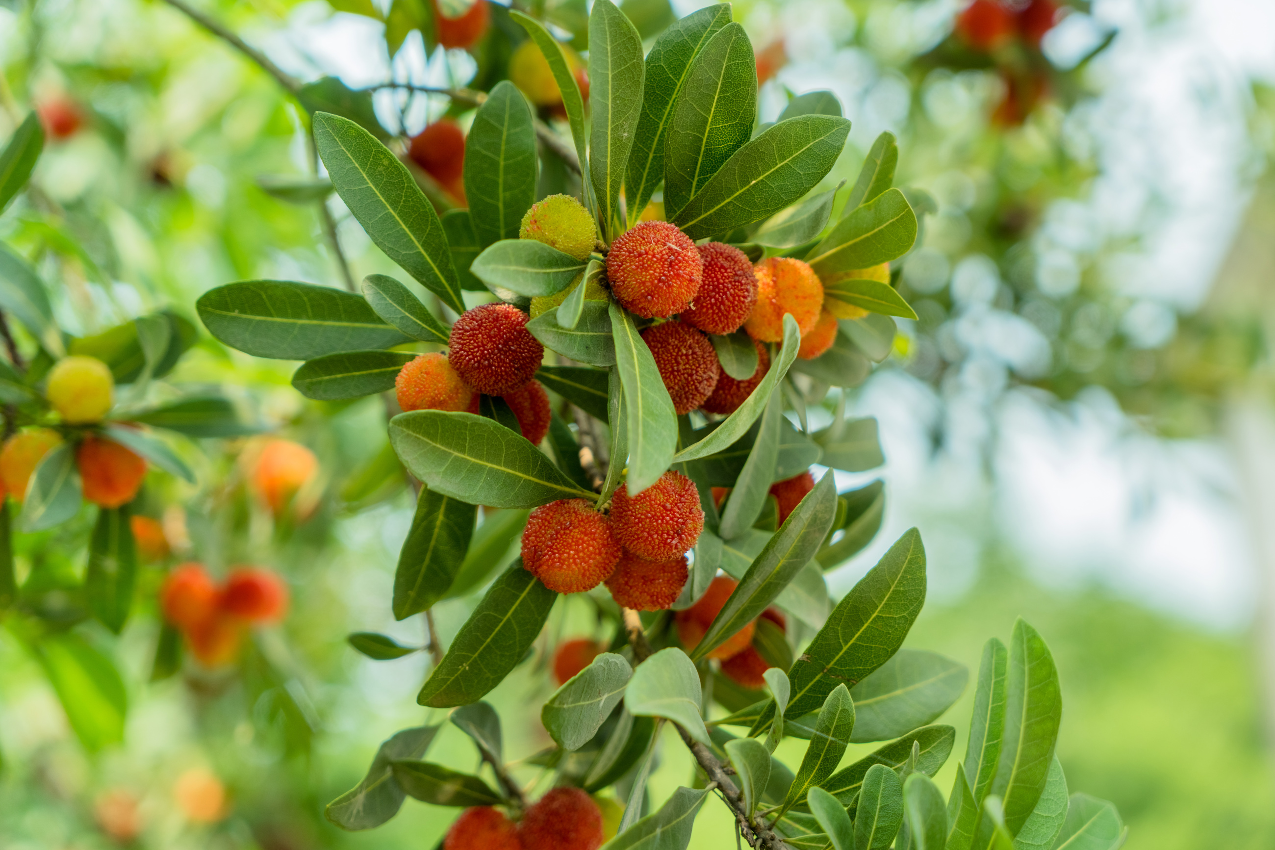 Marina Strawberry Tree