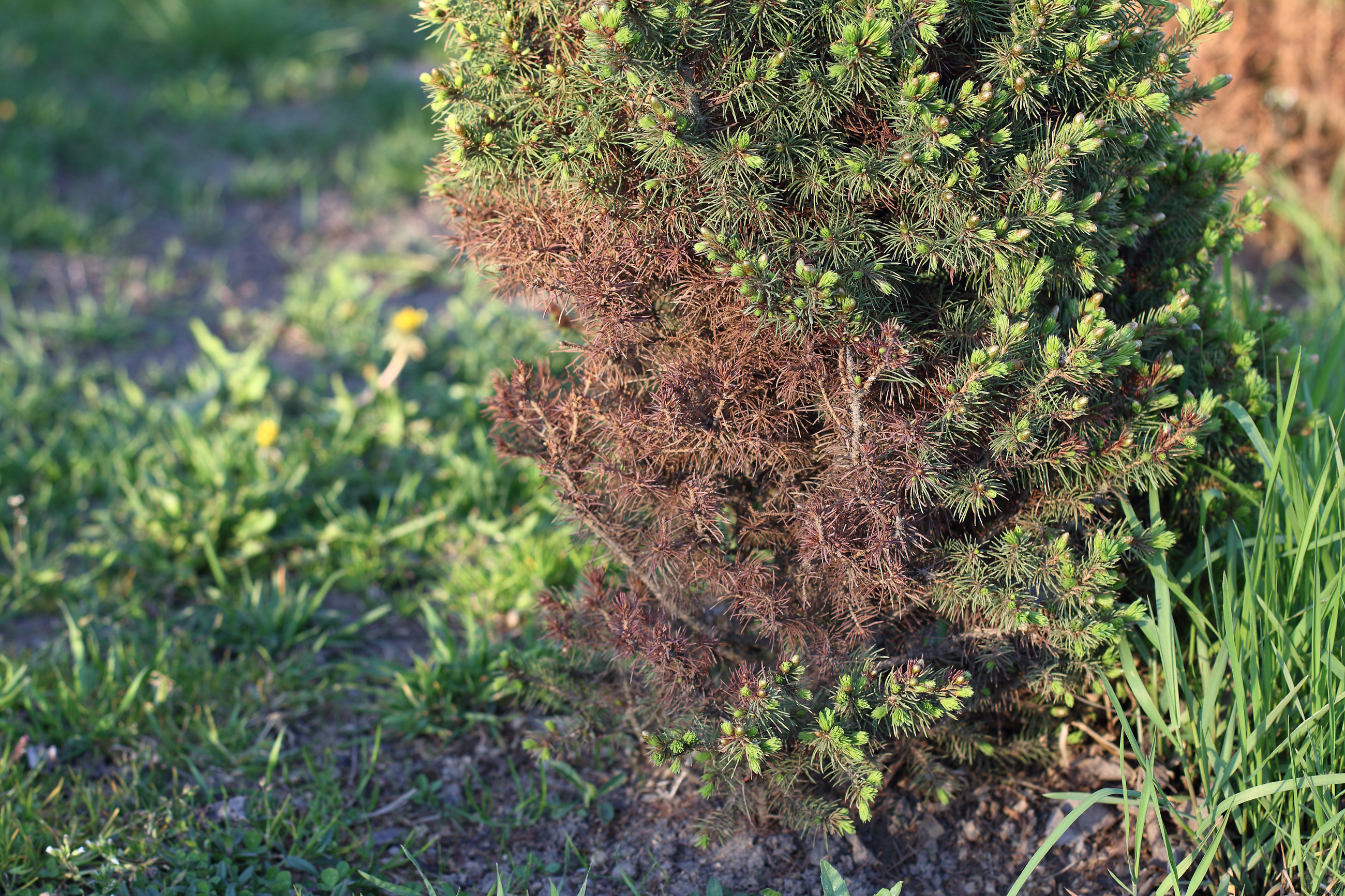 Winter Shrub Damage