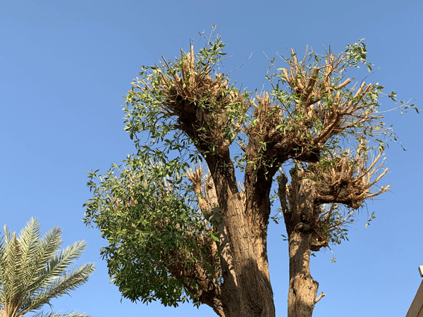 Conocarpus Topping In Riyadh Ad