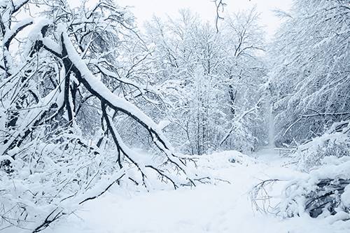 Branch Breakage Snow