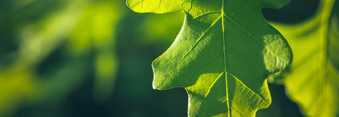 When Can You Prune Oak Trees In Texas