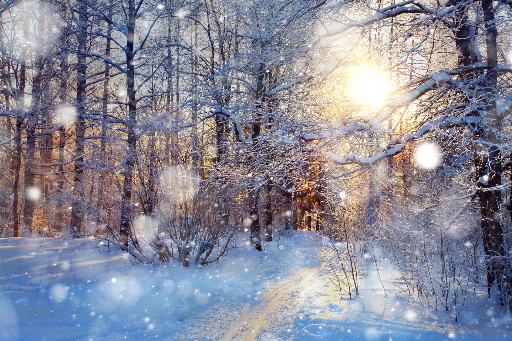 Trees In Snow