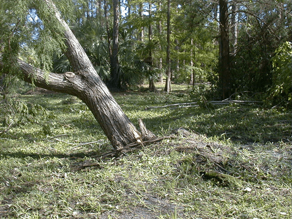 Chinaberry Leaning After Hurricane Charley