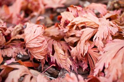 Brown Japanese Maple Leaf Dry Scorched Crisp Davey Tree