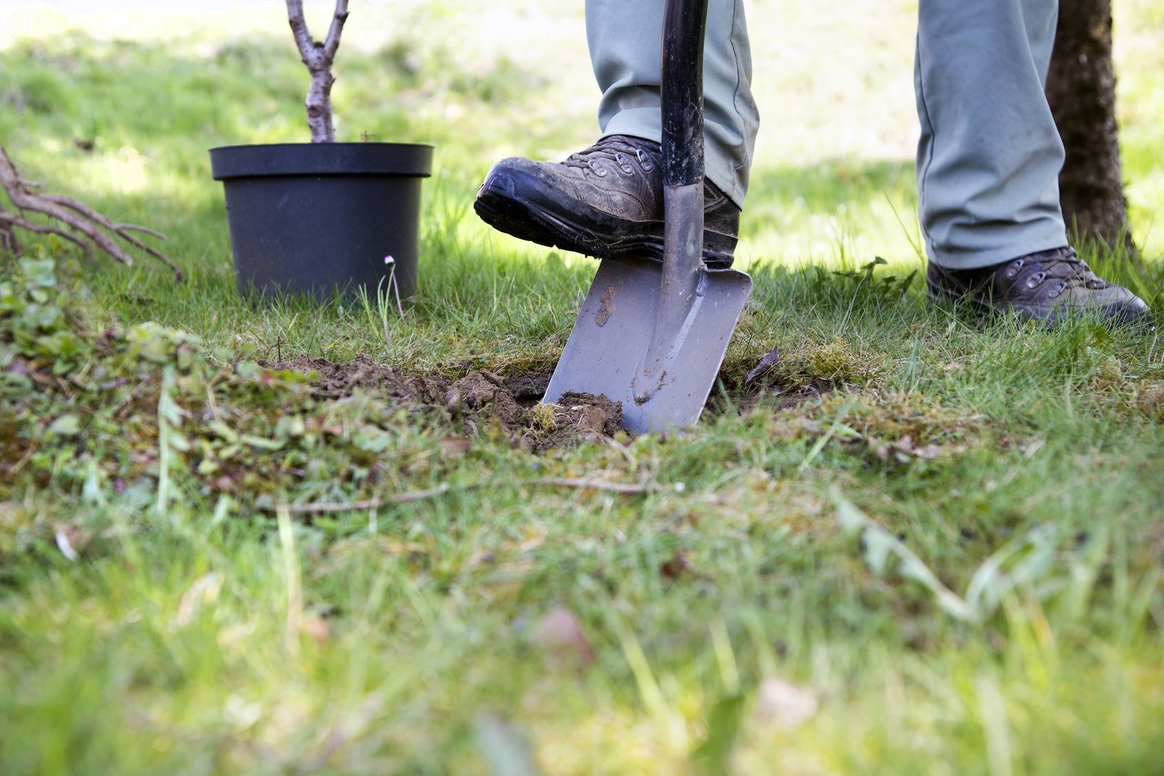 Tree Transplanting (1)