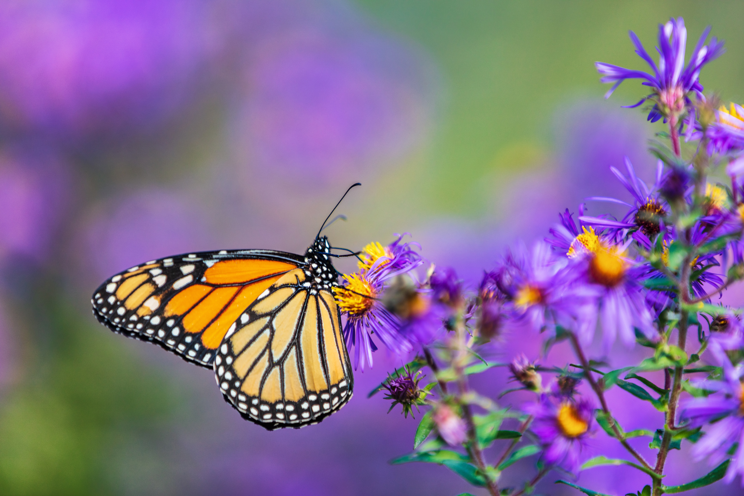 Monarch Butterfly on Flower