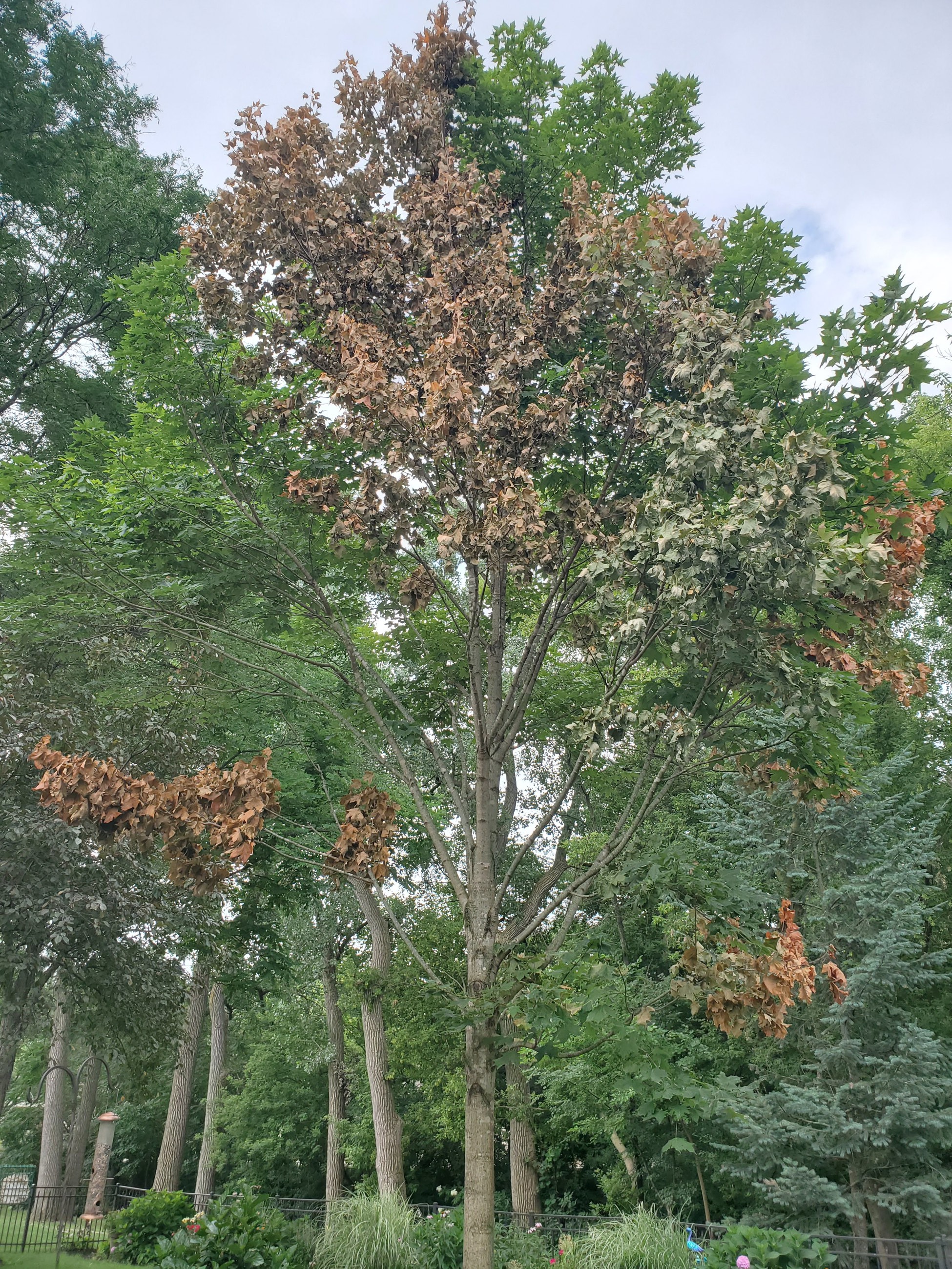 Verticillium Wilt Sarah Ruark AD