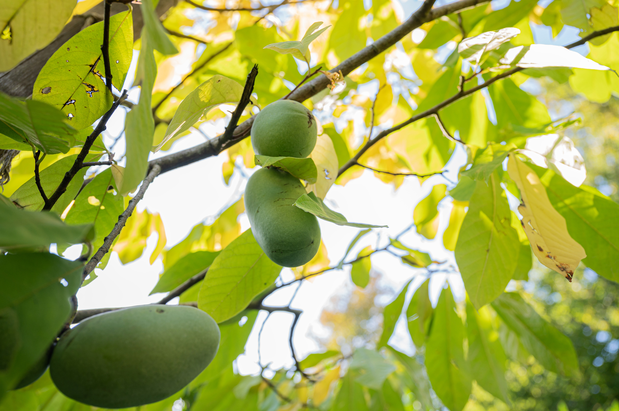 Pawpaw Tree