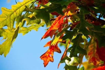 Leaves20starting20to20change20color20 20Web 412X275