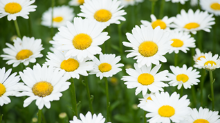 Early Blooming Shasta Daisy Perennials