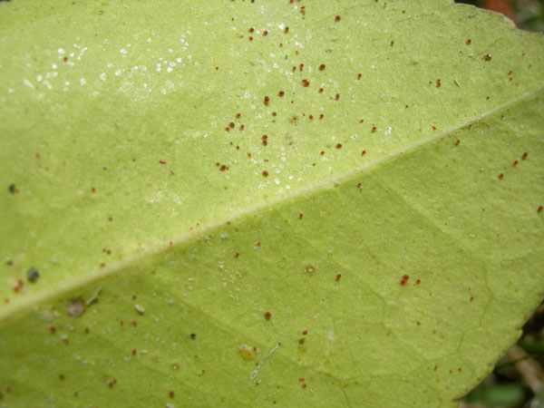 How To Get Rid Of Spider Mites