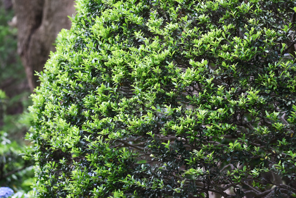 Japanese Holly Tree Care