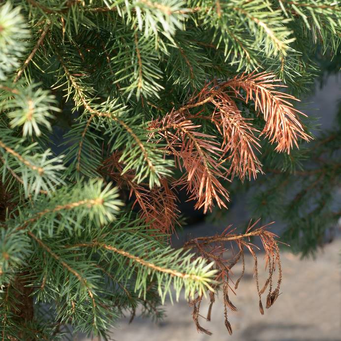 Browning Evergreen
