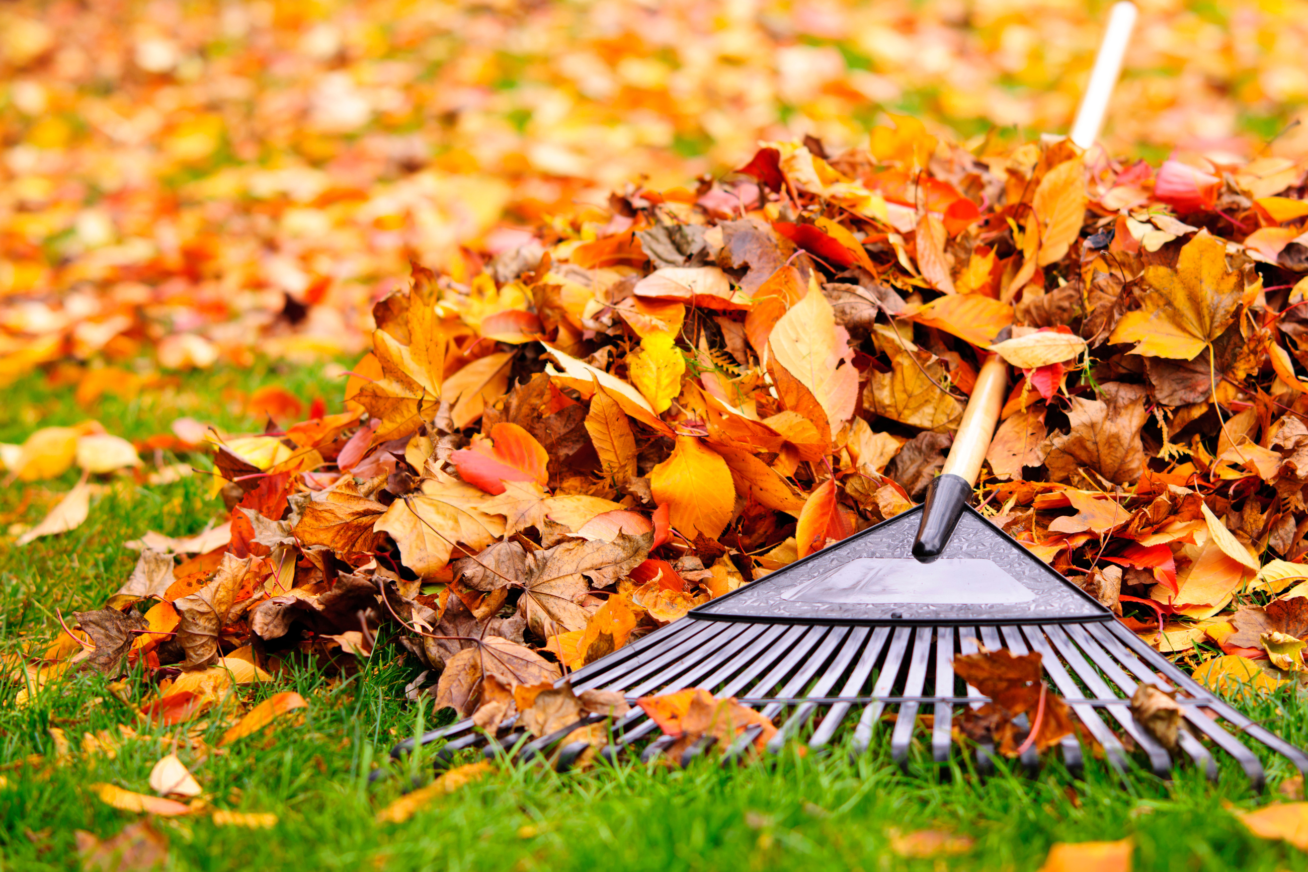 Leaves In Yard