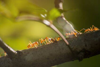 Ants On Tree