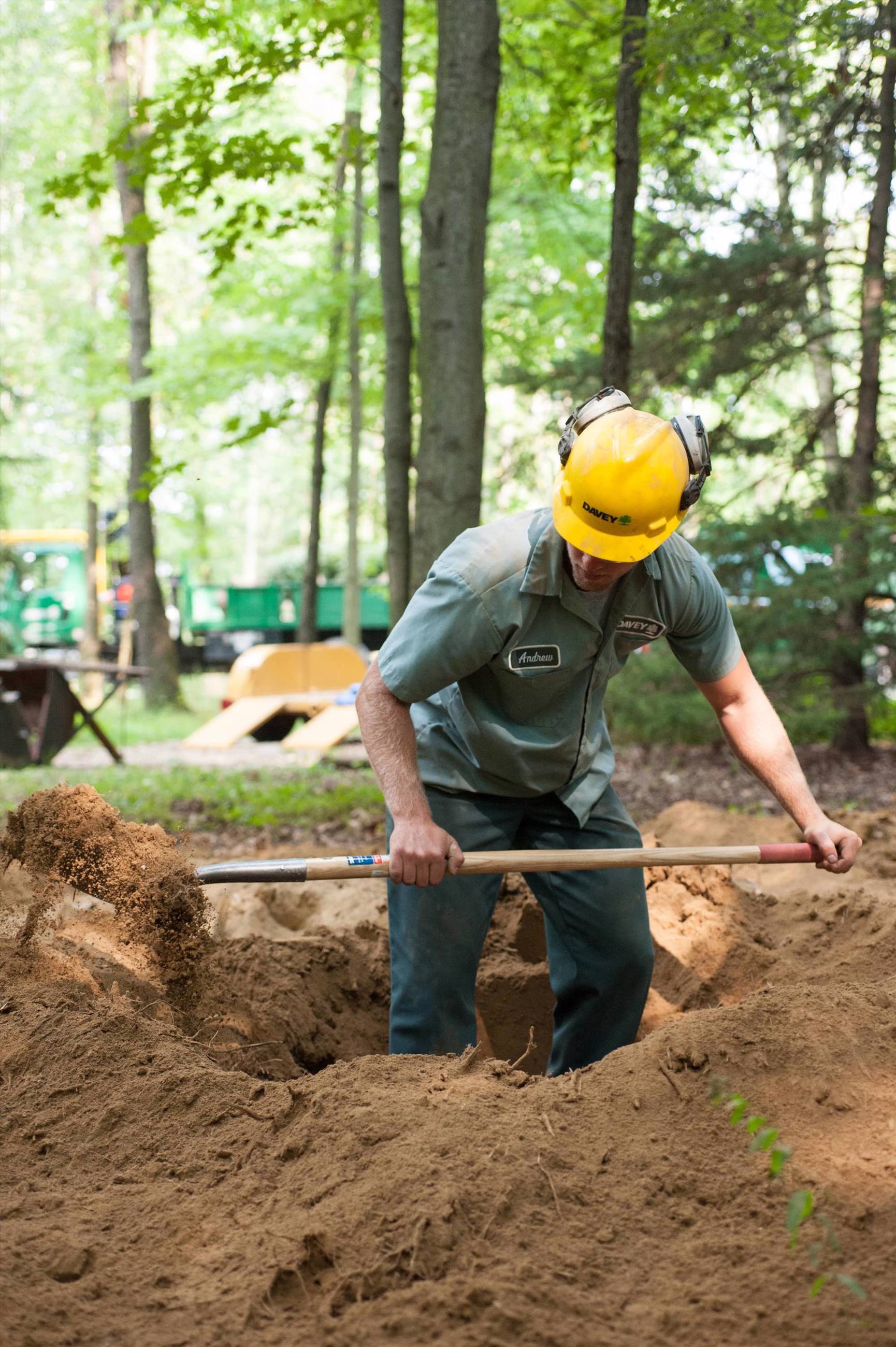 Planting A New Tree Where One Was Removed Davey Tree