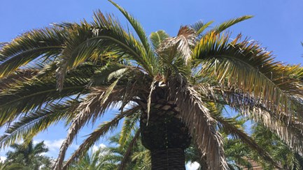 Palmetto Weevil Damage2