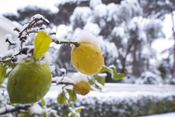 Frost Damage To Fruit Trees