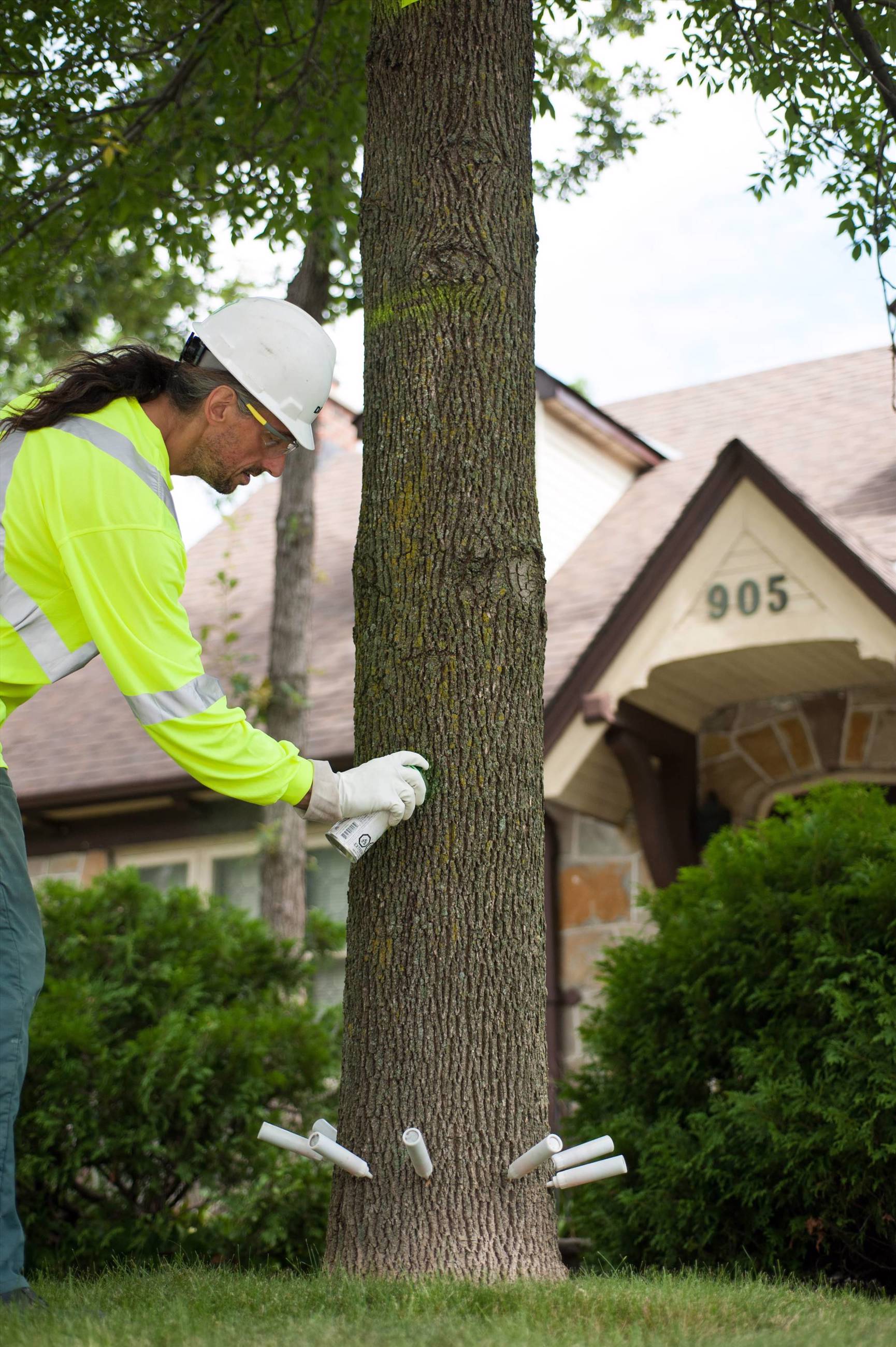Should You Save Or Remove Ash Tree In Front Of Home Davey Tree
