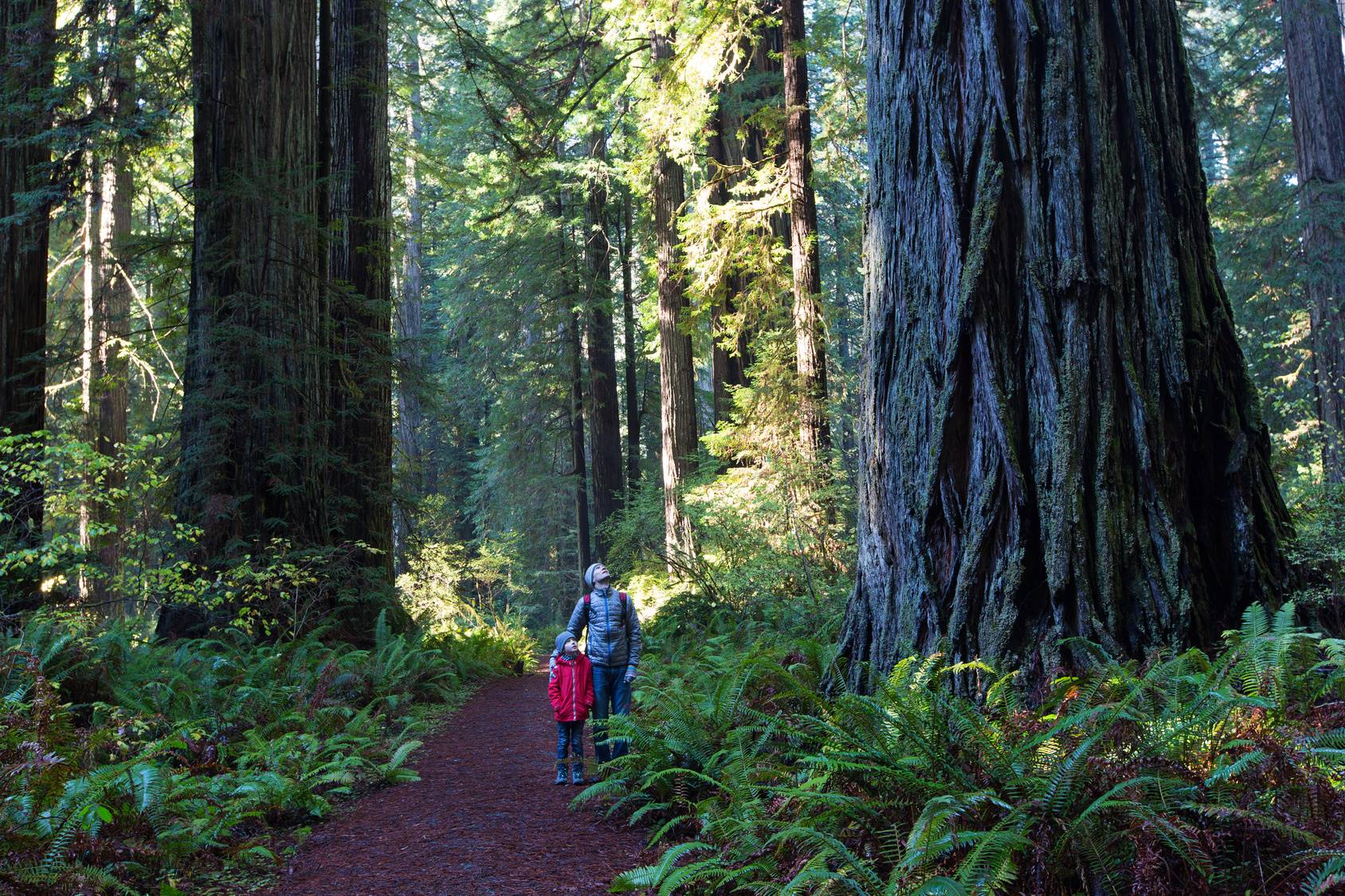 Davey Tree Benefits Of Trees