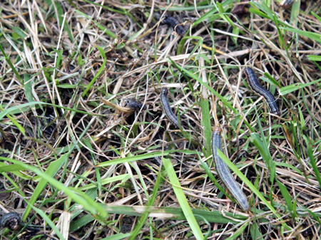 Armyworm