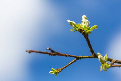 Davey Tree When Do Trees Leaf Out In Spring