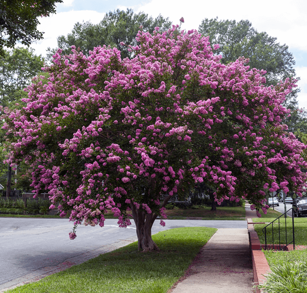 Crepe Myrtle Tree