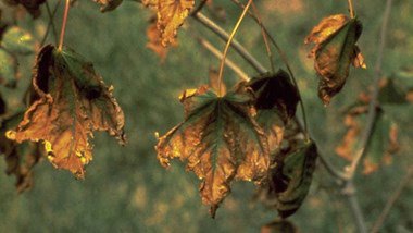 Drought Leaves