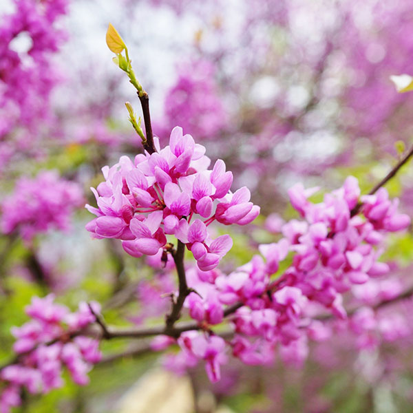 What Does An Eastern Redbud Tree Look Like