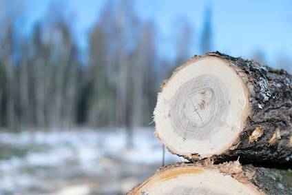 Ash Wood