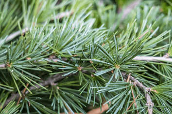 What Does A Deodar Cedar Tree Needles Look Like