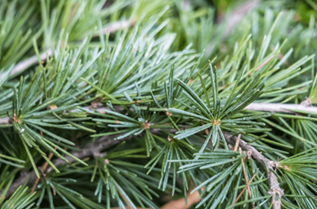 What Does A Deodar Cedar Tree Needles Look Like